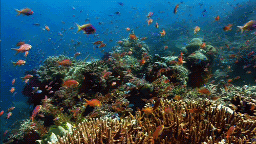 Resultado de imagen para gif arrecifes