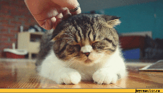 Wiggly Cat Gif 8
