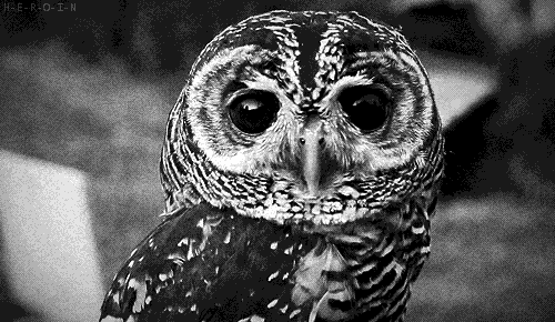 black and white owl gif find share on giphy