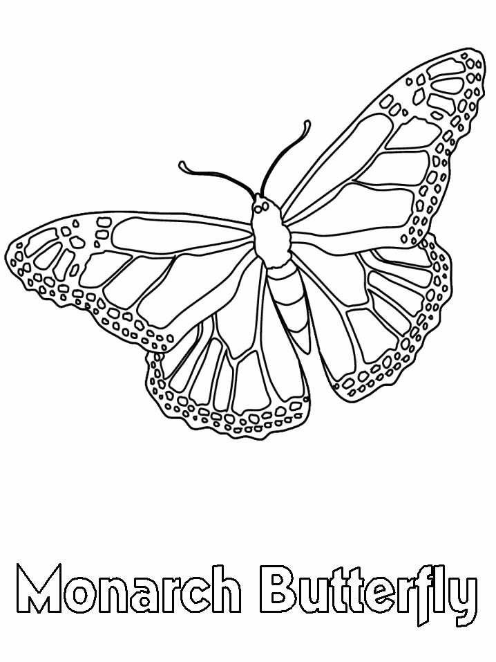 monarch caterpillar drawing at getdrawings com free for personal