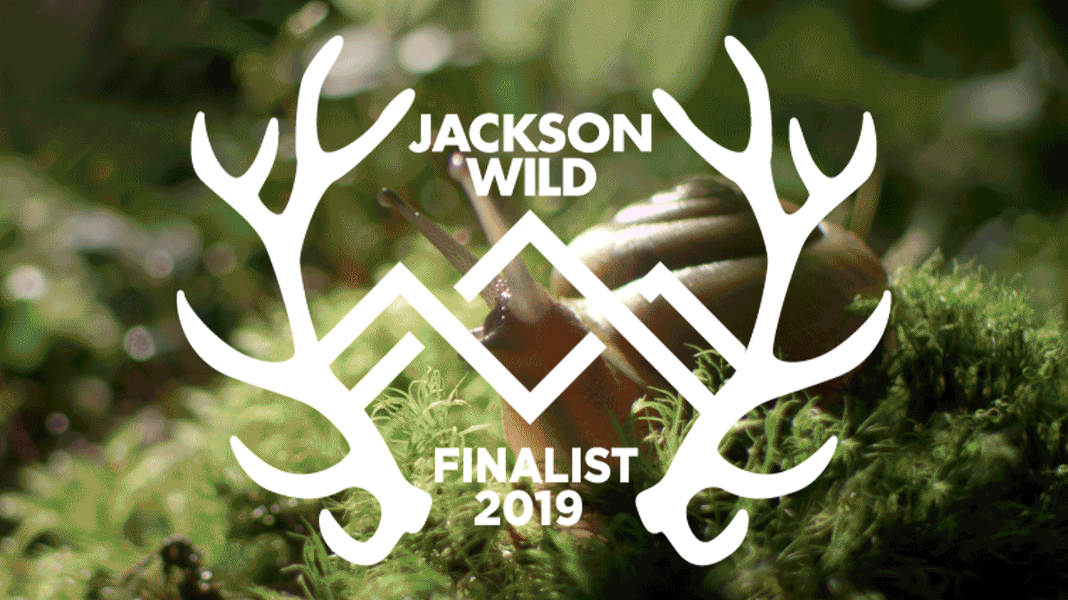 wildlife film com feature page jackson wild media awards rainforest animals gif