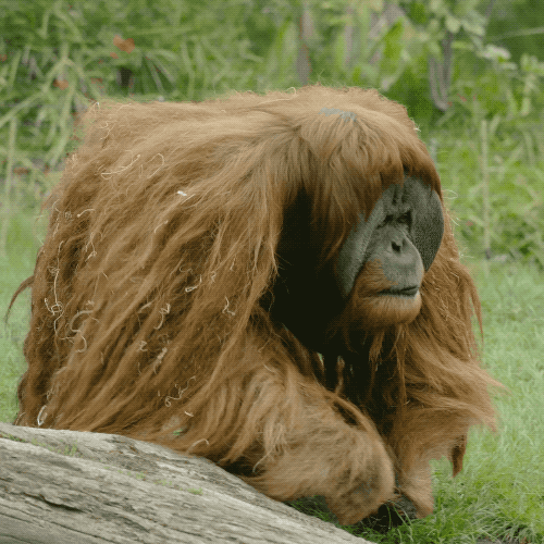 bad hair day lol gif by san diego zoo find share on giphy