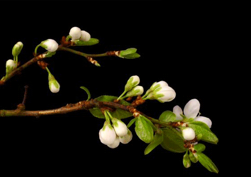 spring gif animation gallery yopriceville high quality