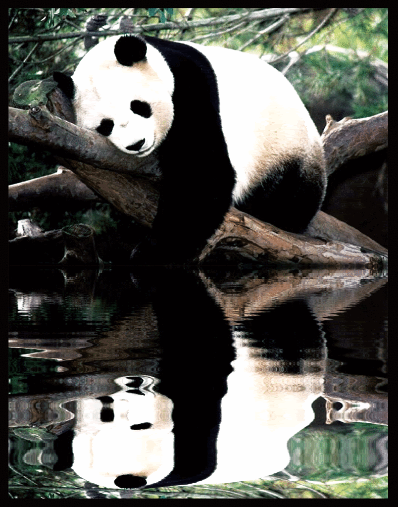 panda bear resting funny pictures with captions