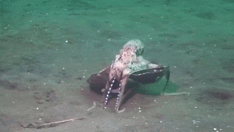 octopuses boing boing