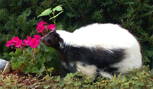 skunk gif find share on giphy