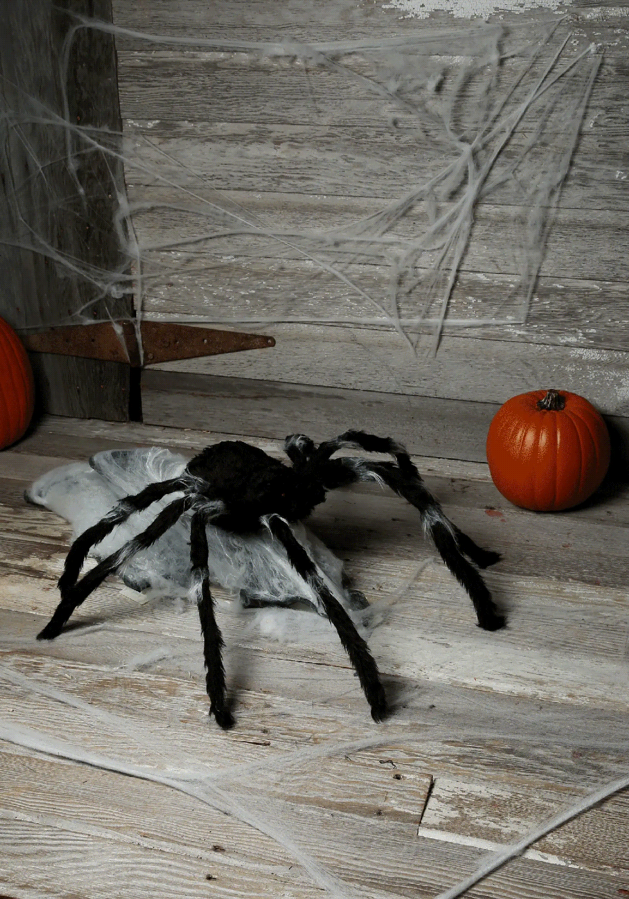 giant jumping spider 91cm costumebox australia funny bug gif