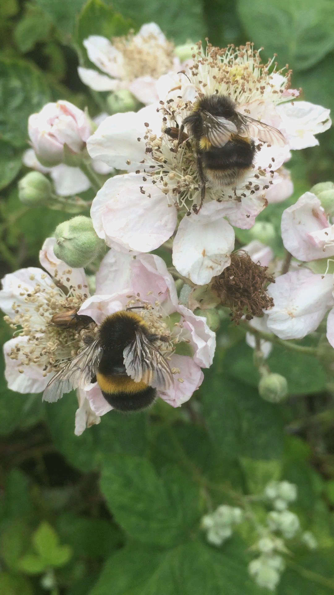 bumble bee my favorite bumble bee bee bee art