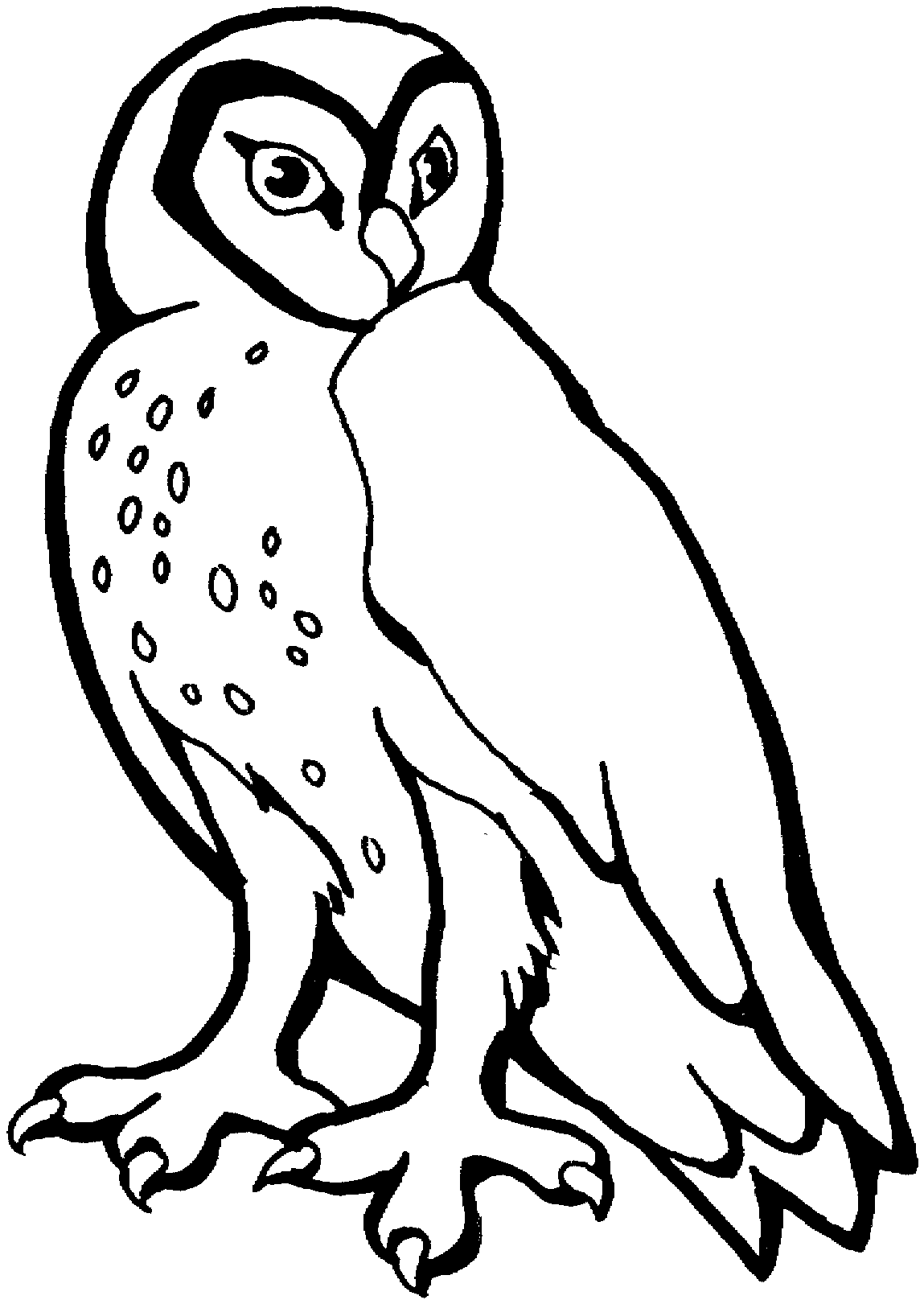 coloring snowy owl coloring pages draw art zebra pinterest