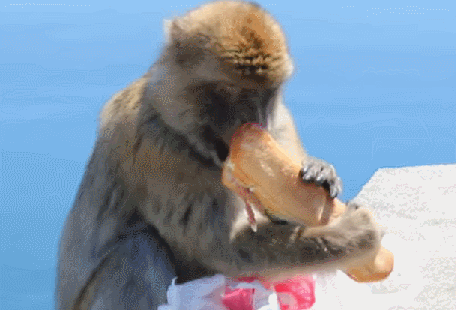 monkey steals a sandwich from a tourist s bag and eats it like a boss