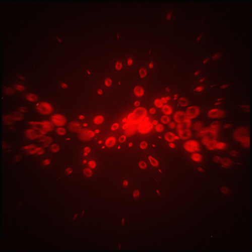 glow red blood cells gif by erica anderson find share