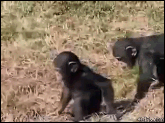 grenade monkey poop gif on gifer by oghmath