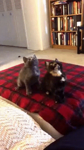 dancing kitten video gifs find share on giphy