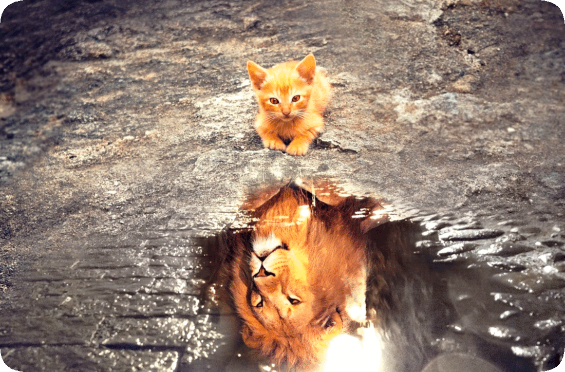 learning make fun of life tons cat drinking water gif