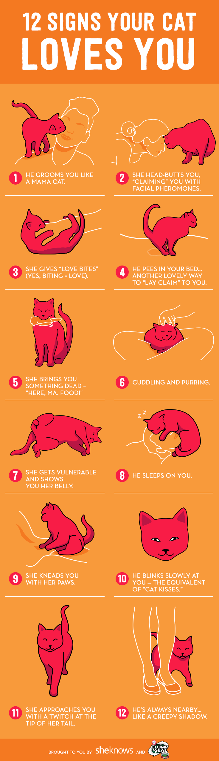 160 best infographic ideas health marketing cat eating pie