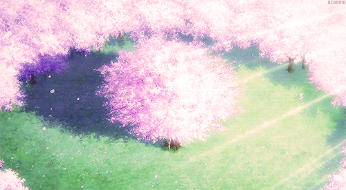printemps fleurs de cerisier petales blossom spring nature