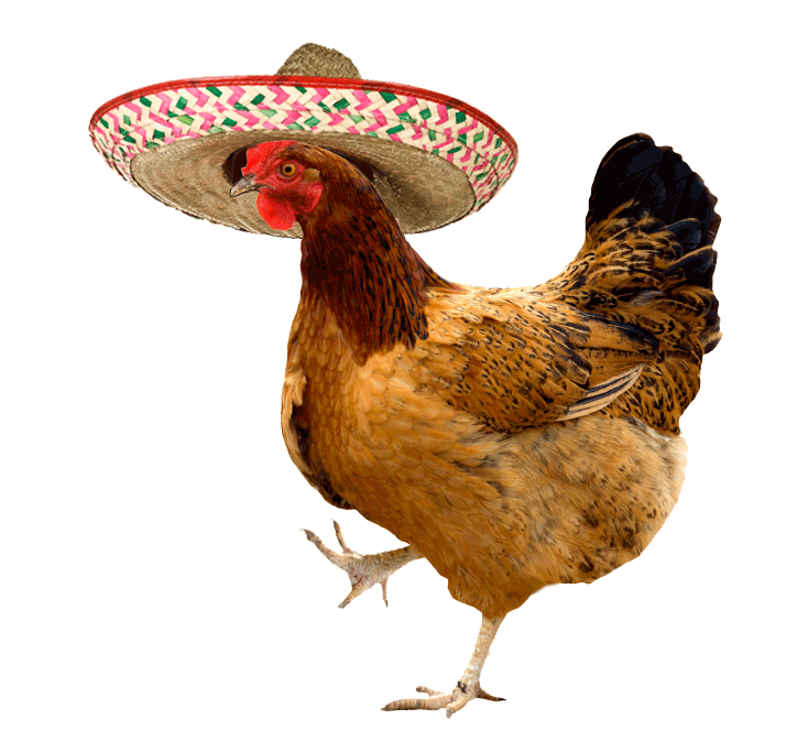 chicken in a sombrero gif animals pinterest