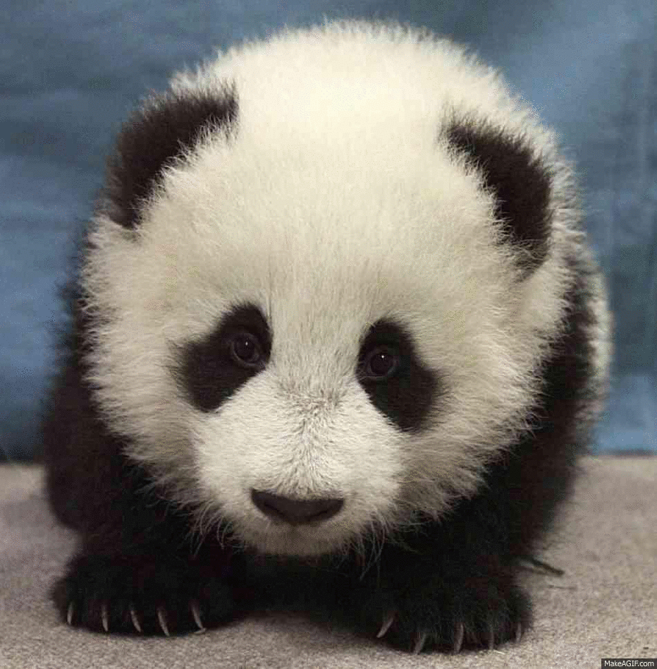 pandas are cool on make a gif funny panda pictures with captions