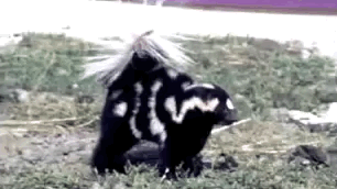 spotted skunks dance better than you then spray you in