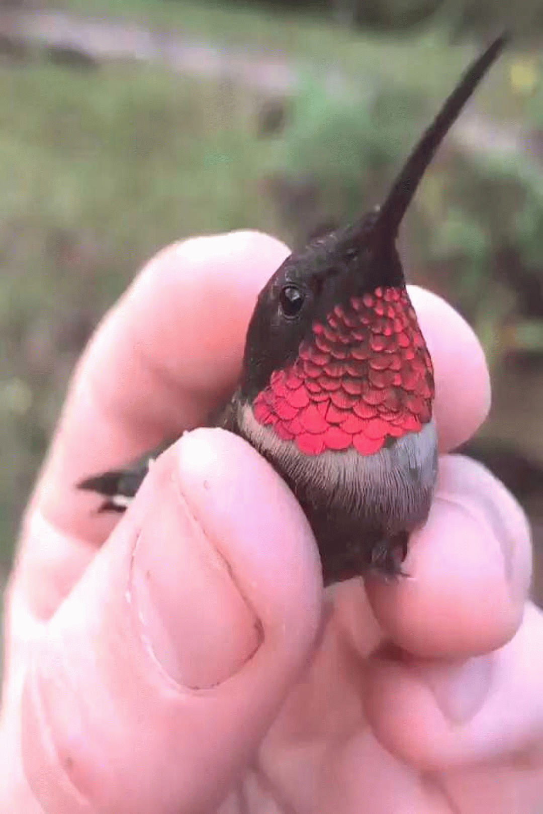 the fascinating world of colorful hummingbirds cute
