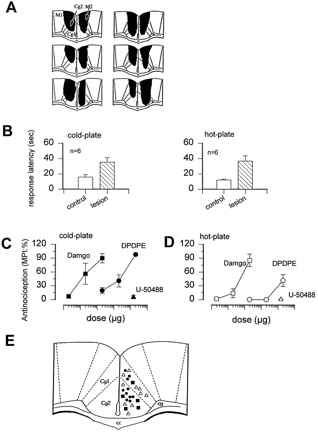 comparison of behavioral responses to noxious cold and heat in mice
