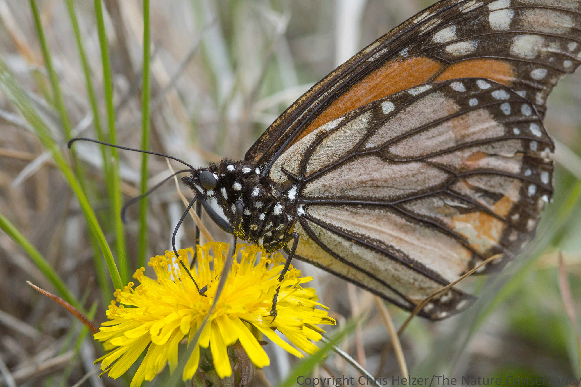 frosty monarchs the prairie ecologist