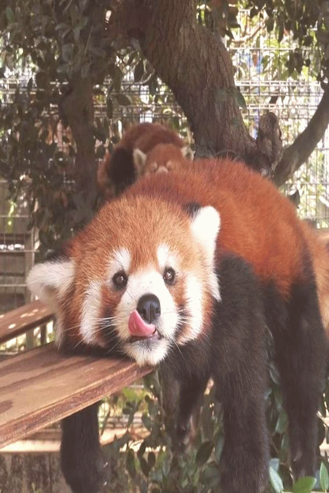 an adorable red panda an adorable red panda cute animals