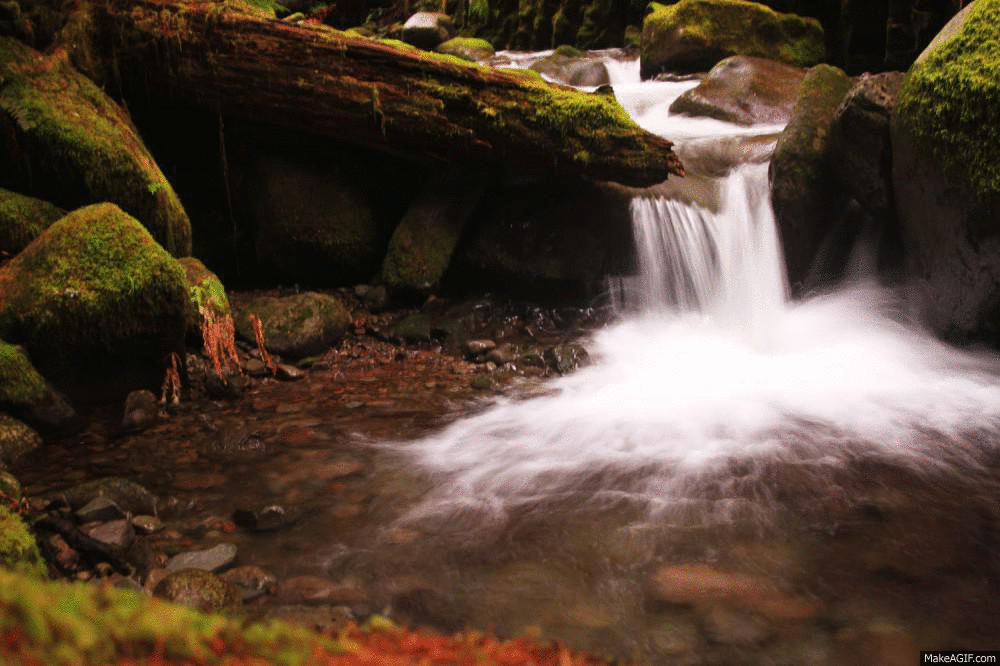 nature forest waterfall gif shared by perilv on gifer