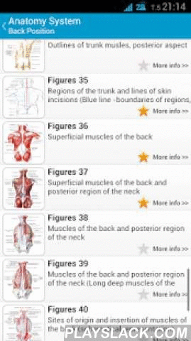 human anatomy position android app playslack com position human