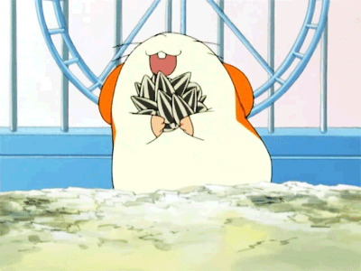 anime animals kawaii hamster hamtaro animal gifs pinterest