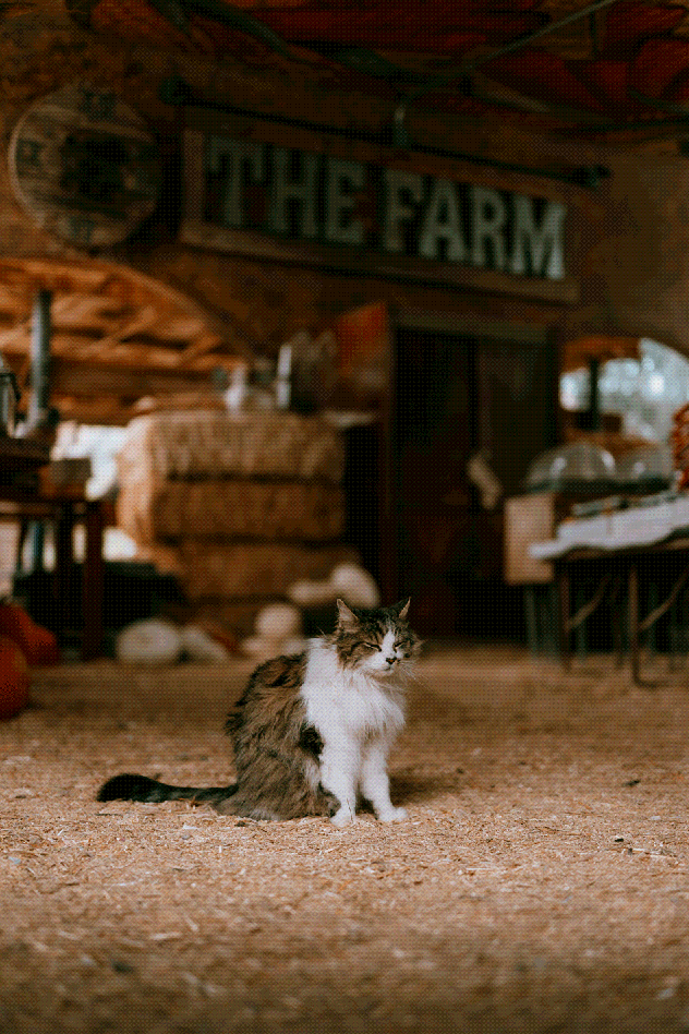 photo dump there s a place here in vegas called the farm animated barn cat