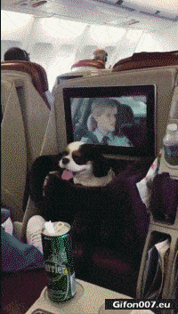 gif 1023 funny dog in airplane video gif gifon007 eu