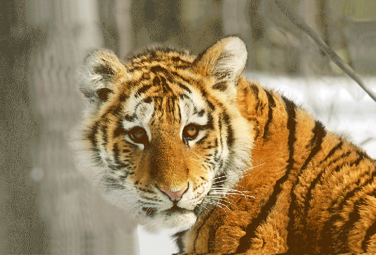 gif tiger 100 animierte bilder von g hnenden schlafenden tigern rainforest animals