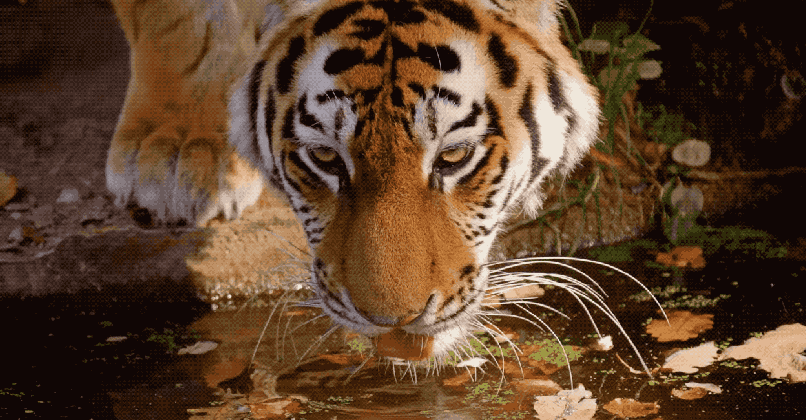 tigers gifs 100 animated pics of yawning sleeping and other tons cat drinking water gif medium