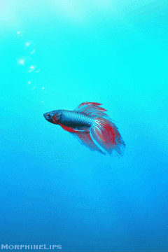 betta fish fish aquarium other ocean animals pinterest betta medium