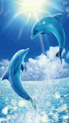 animated dolphin wallpaper www pixshark com images medium