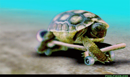 13 incredible facts turtles are hiding inside their shells turtles medium