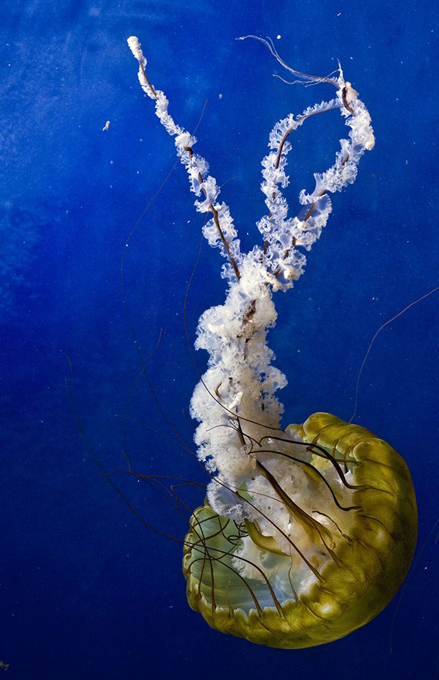 15 best phylum cnidaria images on pinterest jellyfish under the medium