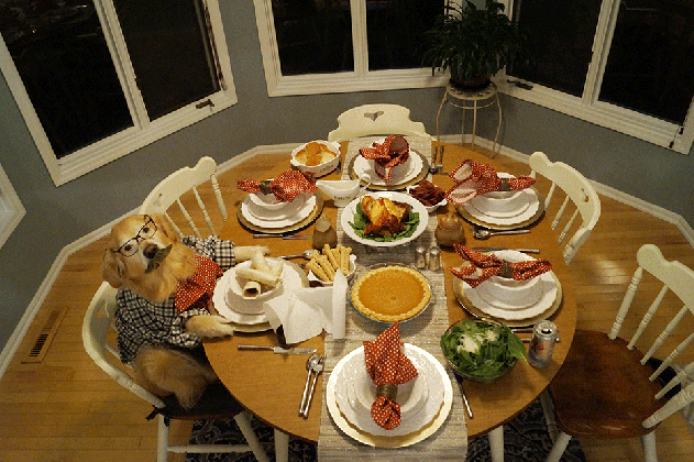 these dogs celebrating thanksgiving will leave you feeling medium