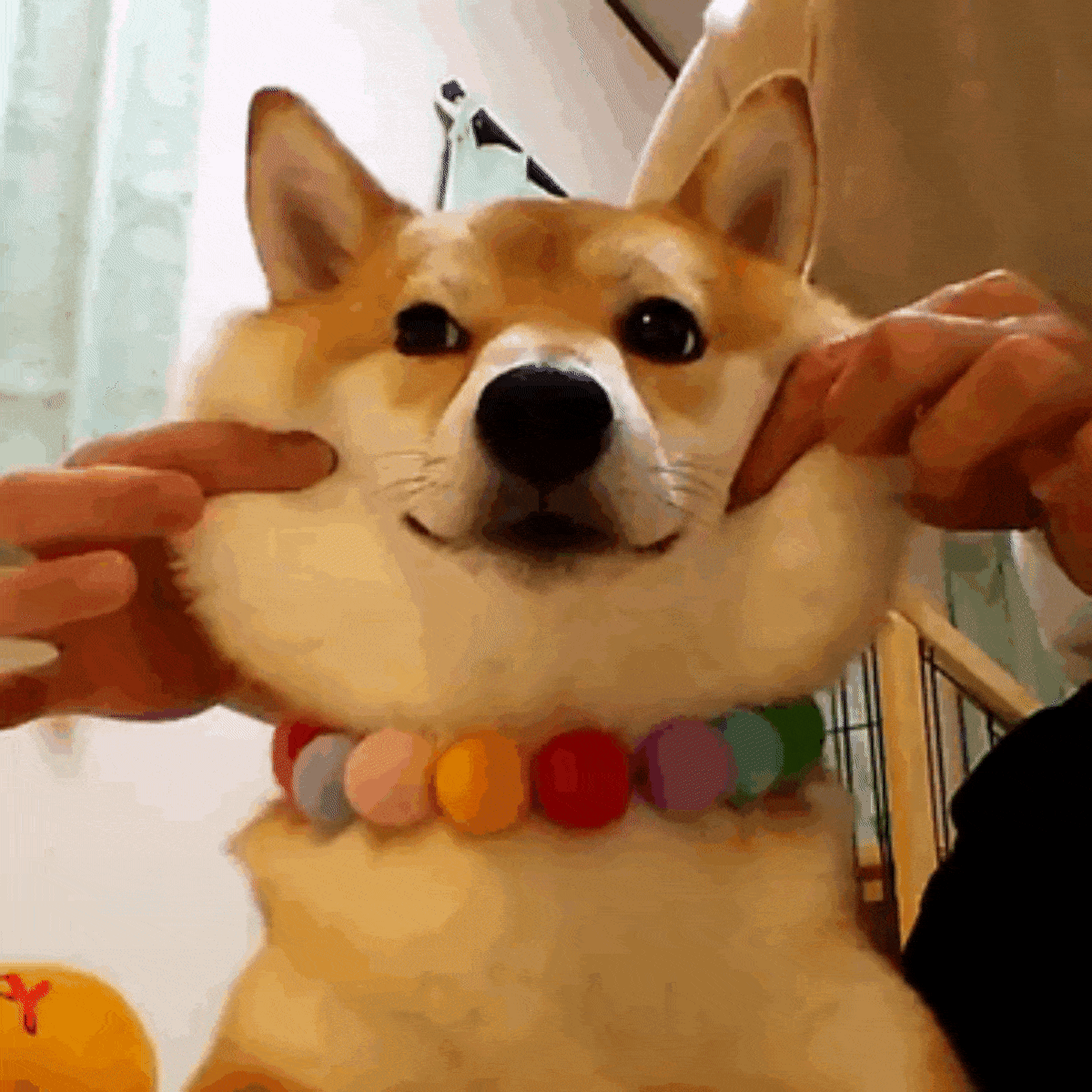 corgi cute dog trick gif www topsimages com celebrate medium