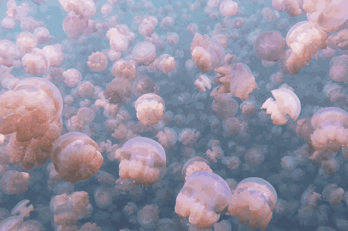 turquoise jellyfish tumblr medium