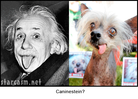 world s ugliest dog contest winner 2009 miss ellie starcasm net medium