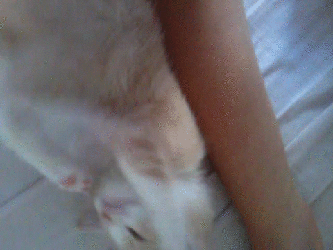 boy kitty gif on gifer by ballalv medium