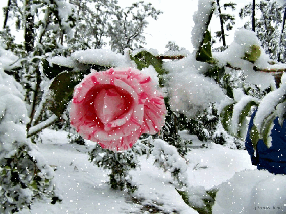 winter rose gif id 13313 gif abyss medium