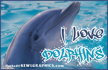 dolphins dolphin tale dolphin tales winter the dolphin 25569987 500 medium