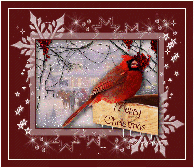christmas cardinals wallpaper christmas cardinal xmas medium