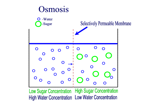 difference between diffusion and osmosis difference between medium