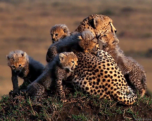 sunday night with the cheetahs gifs pinterest animal baby medium
