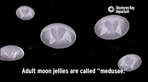 monterey bay aquarium moon jellies go through many phases in medium