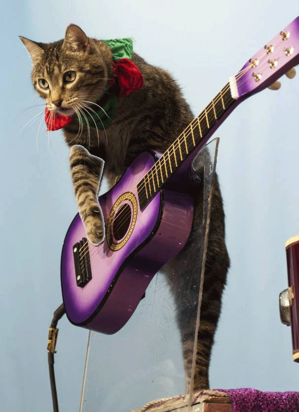 cat singing gif gifanimator medium